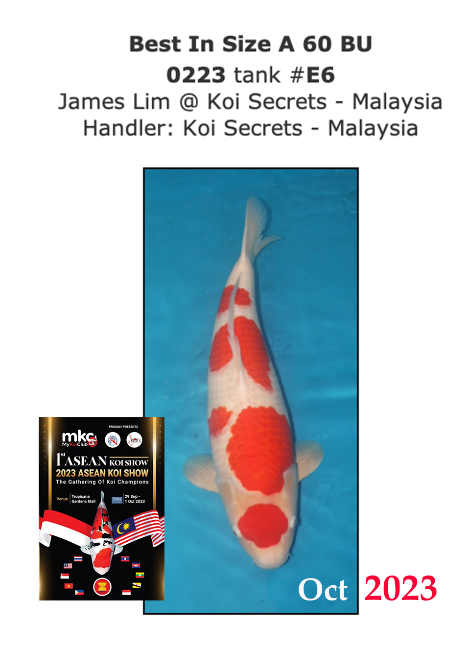 1a.-After-M-Kohaku-BIS